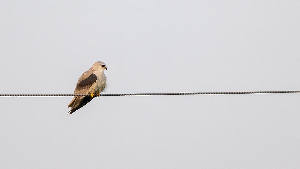 Black-winged Kite
